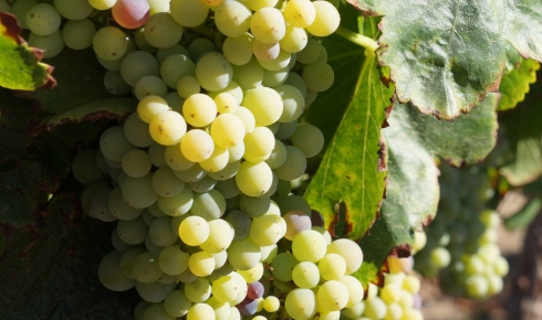 World-class White Wines Enhance Food Pairings