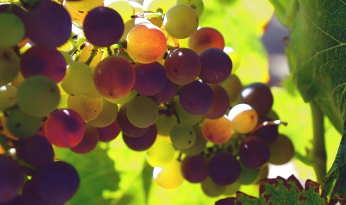 The Seasons of a Vineyard